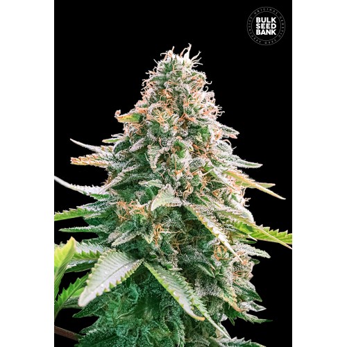 Auto Gelato Samba Feminised 5ks Bulk Seed Bank Koupit semena konopí